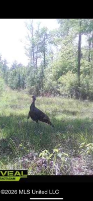 Hunting and Recreational Land for Sale in Amite County, Miss