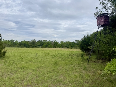 50 Acres Dillard Road, Pansey, Alabama - image 10