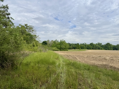 50 Acres Dillard Road, Pansey, Alabama - image 13