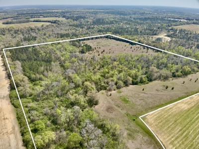 50 Acres Dillard Road, Pansey, Alabama - image 3