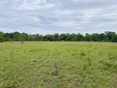 50 Acres Dillard Road, Pansey, Alabama - image 11