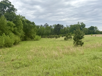 50 Acres Dillard Road, Pansey, Alabama - image 4