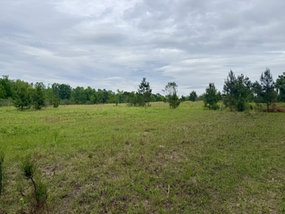 50 Acres Dillard Road, Pansey, Alabama - image 7