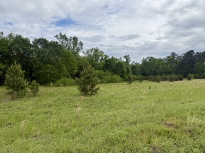 50 Acres Dillard Road, Pansey, Alabama - image 5