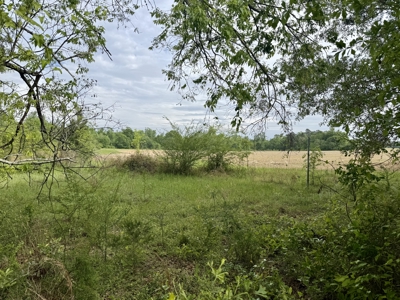 50 Acres Dillard Road, Pansey, Alabama - image 12