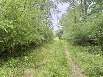 50 Acres Dillard Road, Pansey, Alabama - image 6