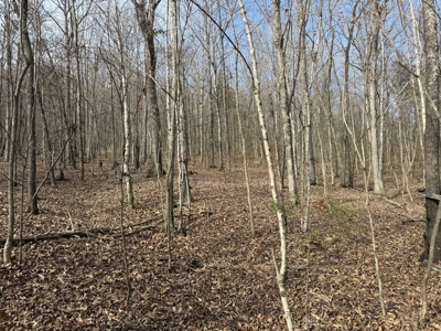 8.87± Acres Near TN River with Pad, Well & Septic - image 10