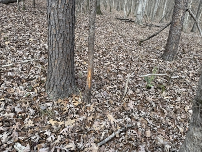 8.87± Acres Near TN River with Pad, Well & Septic - image 17