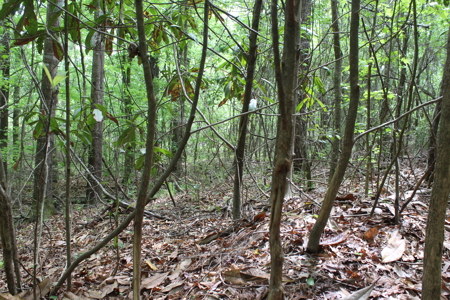 14.4 Acres Land For Sale Pike County Jayess Mississippi - image 11