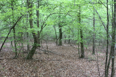 14.4 Acres Land For Sale Pike County Jayess Mississippi - image 3