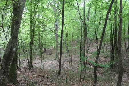 14.4 Acres Land For Sale Pike County Jayess Mississippi - image 5