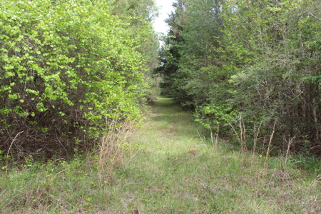 14.4 Acres Land For Sale Pike County Jayess Mississippi - image 10