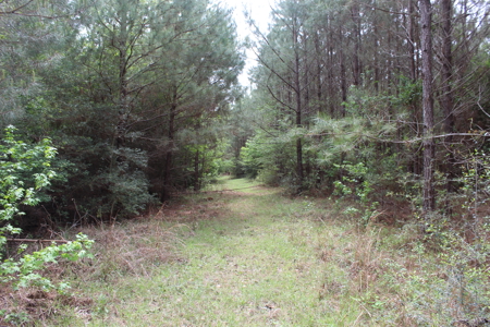 14.4 Acres Land For Sale Pike County Jayess Mississippi - image 6