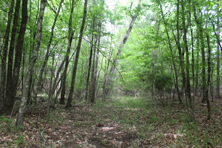 14.4 Acres Land For Sale Pike County Jayess Mississippi - image 12