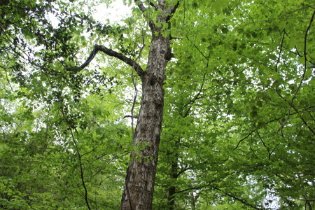 14.4 Acres Land For Sale Pike County Jayess Mississippi - image 4