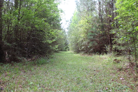 14.4 Acres Land For Sale Pike County Jayess Mississippi - image 9