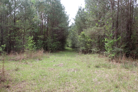 14.4 Acres Land For Sale Pike County Jayess Mississippi - image 7