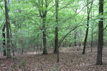 14.4 Acres Land For Sale Pike County Jayess Mississippi - image 2