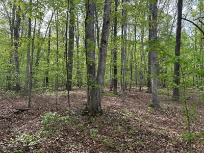 Mooresville Mystique: Your Private 3-Acre Kerr Lake Retreat - image 7