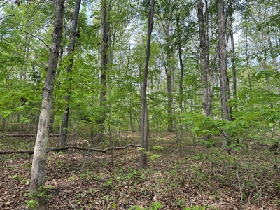 Mooresville Mystique: Your Private 3-Acre Kerr Lake Retreat - image 5