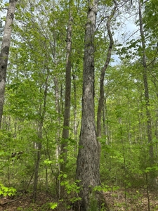 Mooresville Mystique: Your Private 3-Acre Kerr Lake Retreat - image 12