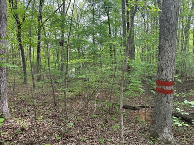 Mooresville Mystique: Your Private 3-Acre Kerr Lake Retreat - image 3