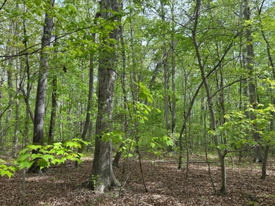 Mooresville Mystique: Your Private 3-Acre Kerr Lake Retreat - image 13