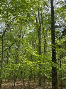 Mooresville Mystique: Your Private 3-Acre Kerr Lake Retreat - image 14