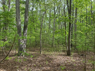 Mooresville Mystique: Your Private 3-Acre Kerr Lake Retreat - image 15