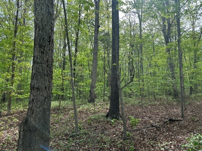 Mooresville Mystique: Your Private 3-Acre Kerr Lake Retreat - image 8