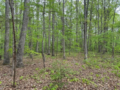 Lakeside Grove Retreat Near Kerr Lake Opportunity - image 17