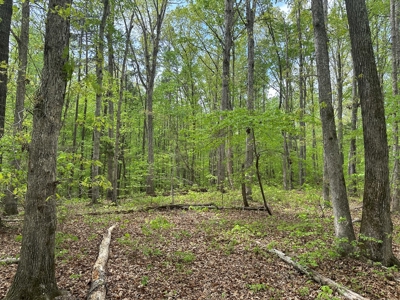 Lakeside Grove Retreat Near Kerr Lake Opportunity - image 10