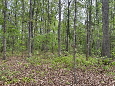 Lakeside Grove Retreat Near Kerr Lake Opportunity - image 19