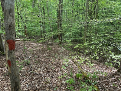 Lakeside Grove Retreat Near Kerr Lake Opportunity - image 15