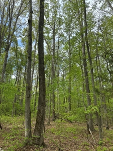 Lakeside Grove Retreat Near Kerr Lake Opportunity - image 13