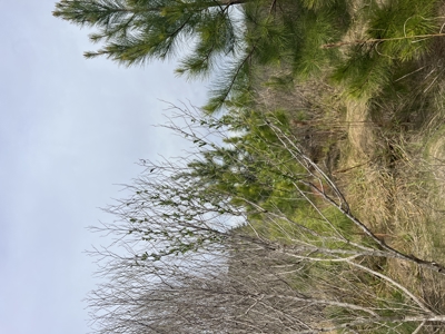 3.35 Acres Waterfront with No Restrictions - image 24