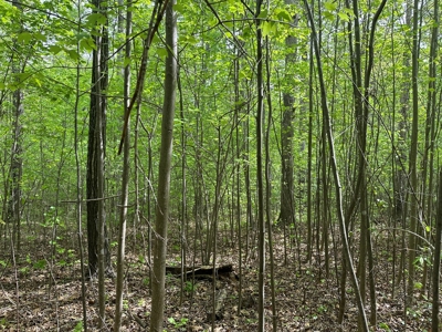 Hidden Hollow: Private 2-Lot Gem Near Buggs Island Lake, VA - image 6