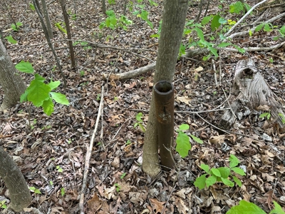 Hidden Hollow: Private 2-Lot Gem Near Buggs Island Lake, VA - image 3