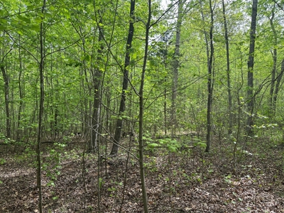 Hidden Hollow: Private 2-Lot Gem Near Buggs Island Lake, VA - image 5
