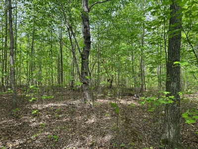 Hidden Hollow: Private 2-Lot Gem Near Buggs Island Lake, VA - image 2