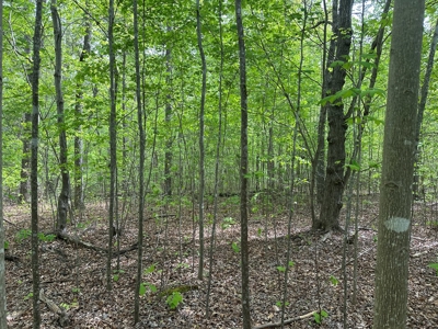 Hidden Hollow: Private 2-Lot Gem Near Buggs Island Lake, VA - image 4
