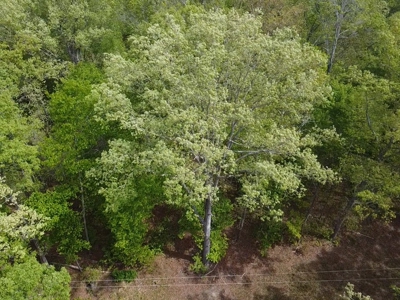 The Landing At Kerr Lake Buildable Wooded Lots VA - image 19