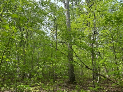The Landing At Kerr Lake Buildable Wooded Lots VA - image 13