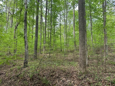 The Landing At Kerr Lake Buildable Wooded Lots VA - image 14