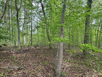 The Landing At Kerr Lake Buildable Wooded Lots VA - image 6