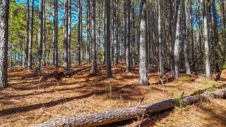 Adjacent Lots For Sale with Broad River Access - Cleveland County - image 20