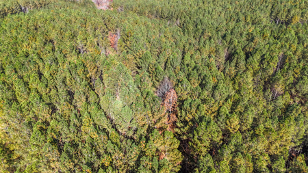 Adjacent Lots For Sale with Broad River Access - Cleveland County - image 15