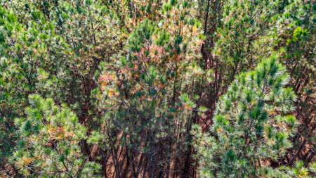 Adjacent Lots For Sale with Broad River Access - Cleveland County - image 17