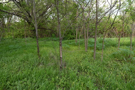 Home for sale in Harwood Missouri - image 45