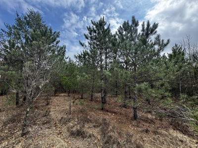 80± acre timber tract in the heart of northern Adams County - image 11
